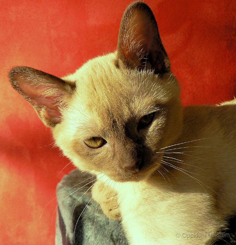 P1070622 oksana.jpg